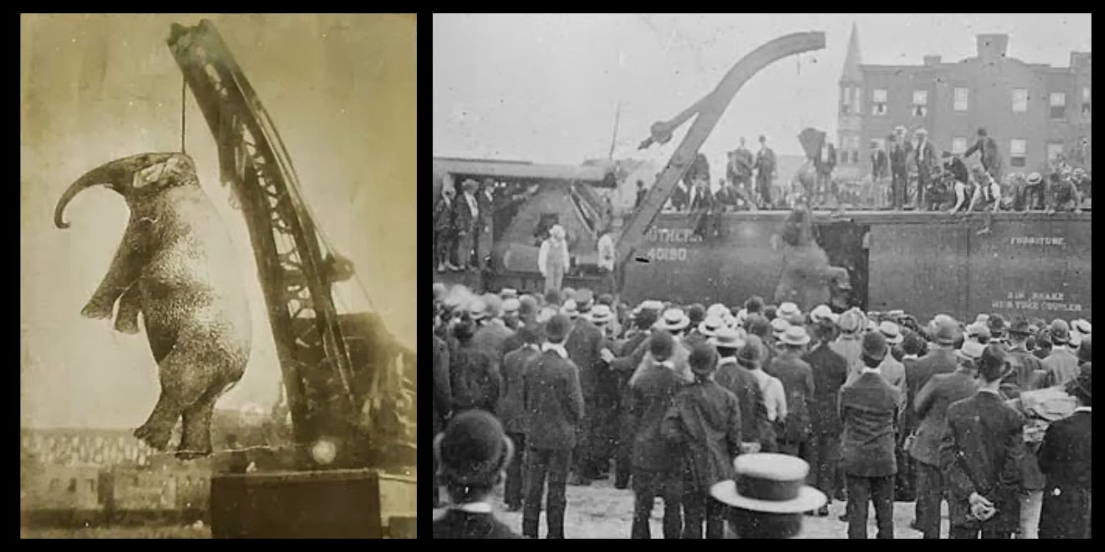 No dia 13 de setembro de 1916, um episódio cruel e trágico ocorreu na cidade de Erwin, Tennessee. Uma elefanta chamada Mary, pertencente ao circo "Sparks World Famous Shows", foi enforcada publicamente após ter matado seu tratador. O evento, conhecido como o "enforcamento de Mary", marcou um dos momentos mais infames da história dos circos nos Estados Unidos.