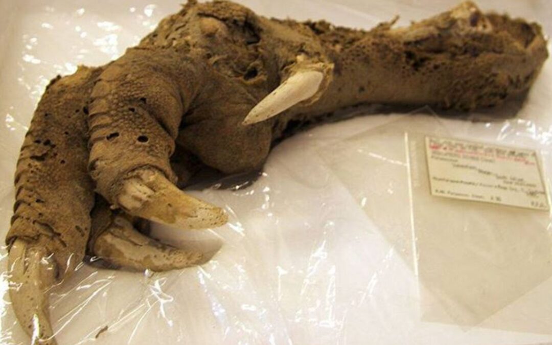 Moa Ave Gigante – Megalapteryx didinus