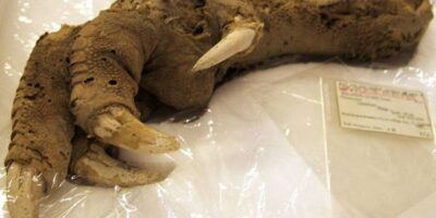 Moa - Ave Gigante - Megalapteryx didinus