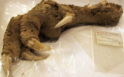 Moa Ave Gigante – Megalapteryx didinus