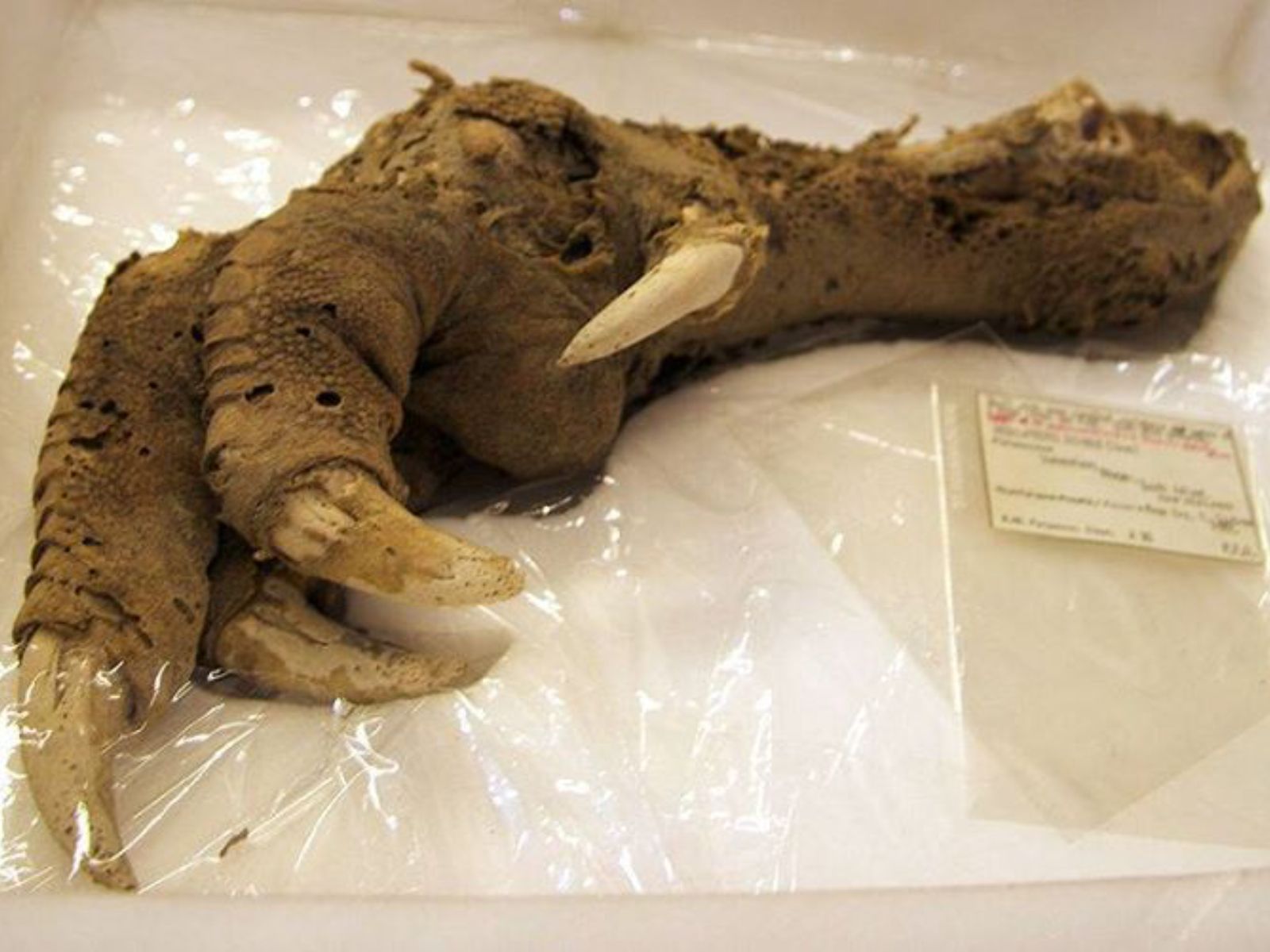 Moa - Ave Gigante - Megalapteryx didinus