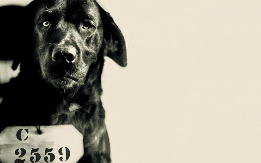 Pep – O Cachorro Prisioneiro