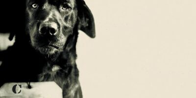 A história de Pep ganhou notoriedade em parte devido ao famoso "mugshot" do cachorro, que circulou amplamente na mídia. Na foto, Pep aparece com um número de identificação, semelhante aos prisioneiros humanos.