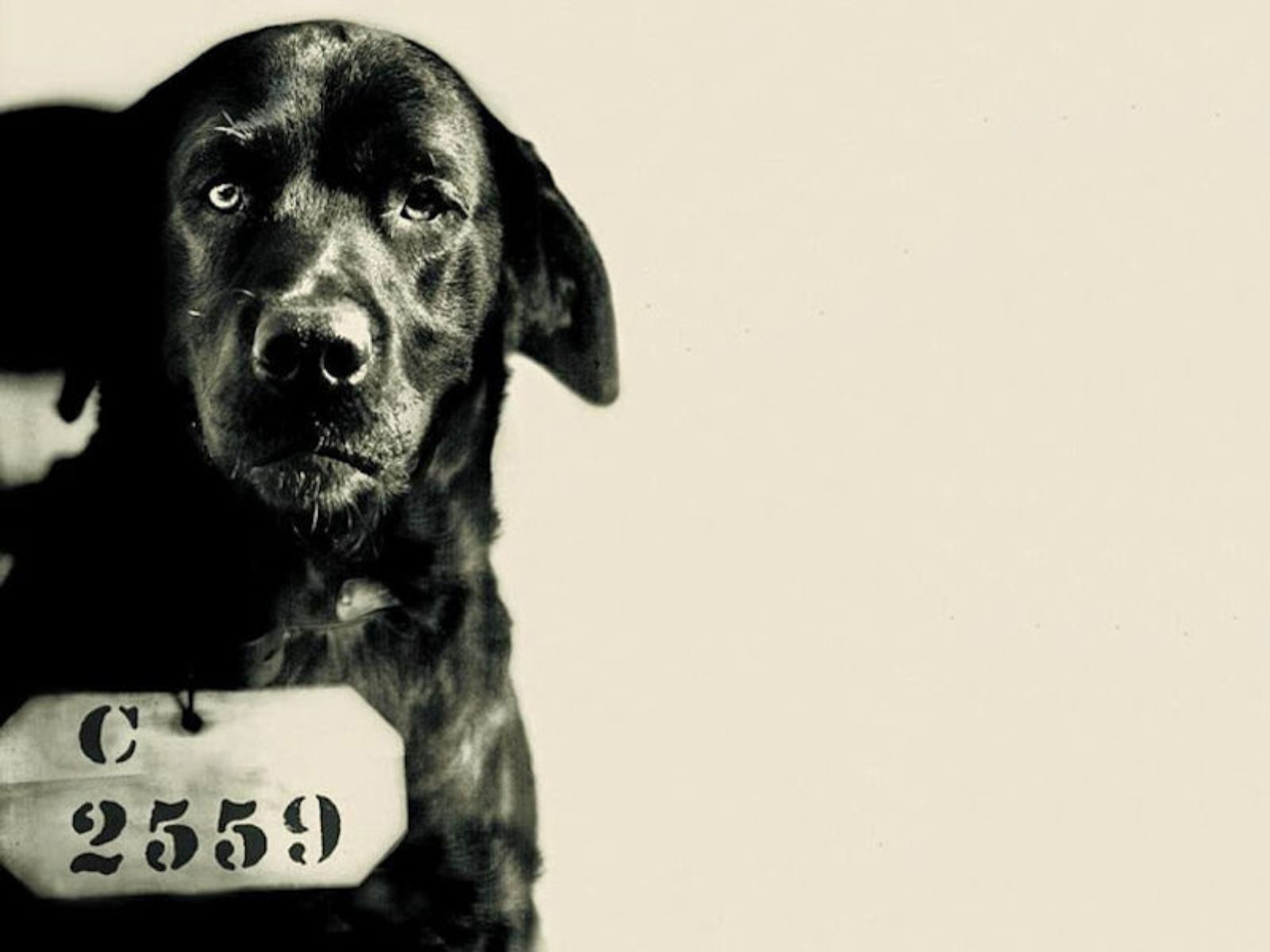 A história de Pep ganhou notoriedade em parte devido ao famoso “mugshot” do cachorro, que circulou amplamente na mídia. Na foto, Pep aparece com um número de identificação, semelhante aos prisioneiros humanos. A história de Pep ganhou notoriedade em parte devido ao famoso "mugshot" do cachorro, que circulou amplamente na mídia. Na foto, Pep aparece com um número de identificação, semelhante aos prisioneiros humanos.