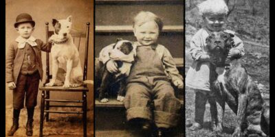 Os cães da raça pitbull, conhecidos por sua força e lealdade, ganharam popularidade como cães babá entre o final do século XIX e o início do século XX.