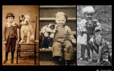 Pitbull – A Raça Conhecida como Cão-Babá No Século XIX