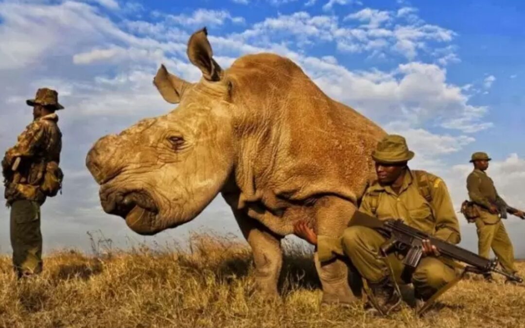 Sudão – O Último Rinoceronte-Branco-do-Norte