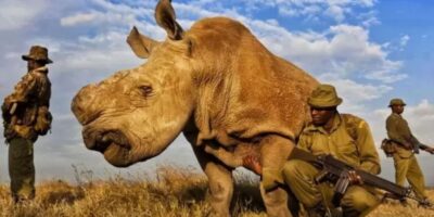 O último rinoceronte-branco-do-norte, chamado Sudão, tornou-se um símbolo trágico da extinção de espécies causada pela atividade humana. Sudão viveu seus últimos anos em Ol Pejeta Conservancy, no Quênia, sob proteção constante, até sua morte em 2018. Na foto, uma equipe de anti-caçadores de rinocerontes selvagens protegia Sudão, o último rinoceronte-branco-do-norte, durante um período de vigilância de 24 horas, em Ol Pejeta Conservancy, no Quênia.