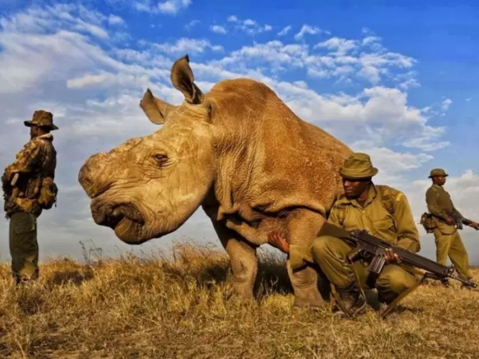 O último rinoceronte-branco-do-norte, chamado Sudão, tornou-se um símbolo trágico da extinção de espécies causada pela atividade humana. Sudão viveu seus últimos anos em Ol Pejeta Conservancy, no Quênia, sob proteção constante, até sua morte em 2018. Na foto, uma equipe de anti-caçadores de rinocerontes selvagens protegia Sudão, o último rinoceronte-branco-do-norte, durante um período de vigilância de 24 horas, em Ol Pejeta Conservancy, no Quênia. O último rinoceronte-branco-do-norte, chamado Sudão, tornou-se um símbolo trágico da extinção de espécies causada pela atividade humana. Sudão viveu seus últimos anos em Ol Pejeta Conservancy, no Quênia, sob proteção constante, até sua morte em 2018. Na foto, uma equipe de anti-caçadores de rinocerontes selvagens protegia Sudão, o último rinoceronte-branco-do-norte, durante um período de vigilância de 24 horas, em Ol Pejeta Conservancy, no Quênia.