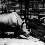 Cacareco: Rinoceronte Eleito Vereador de São Paulo em 1959