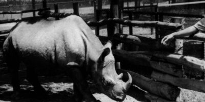 Em outubro de 1959, o rinoceronte Cacareco foi eleito vereador da cidade de São Paulo, Brasil, em uma eleição marcada pela insatisfação pública.