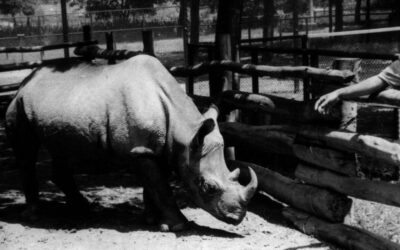 Cacareco: Rinoceronte Eleito Vereador de São Paulo em 1959