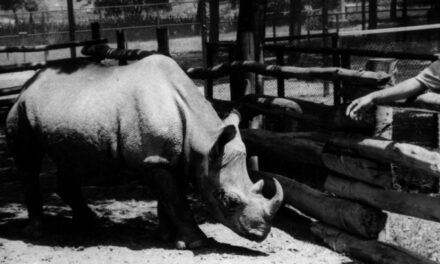 Cacareco: Rinoceronte Eleito Vereador de São Paulo em 1959