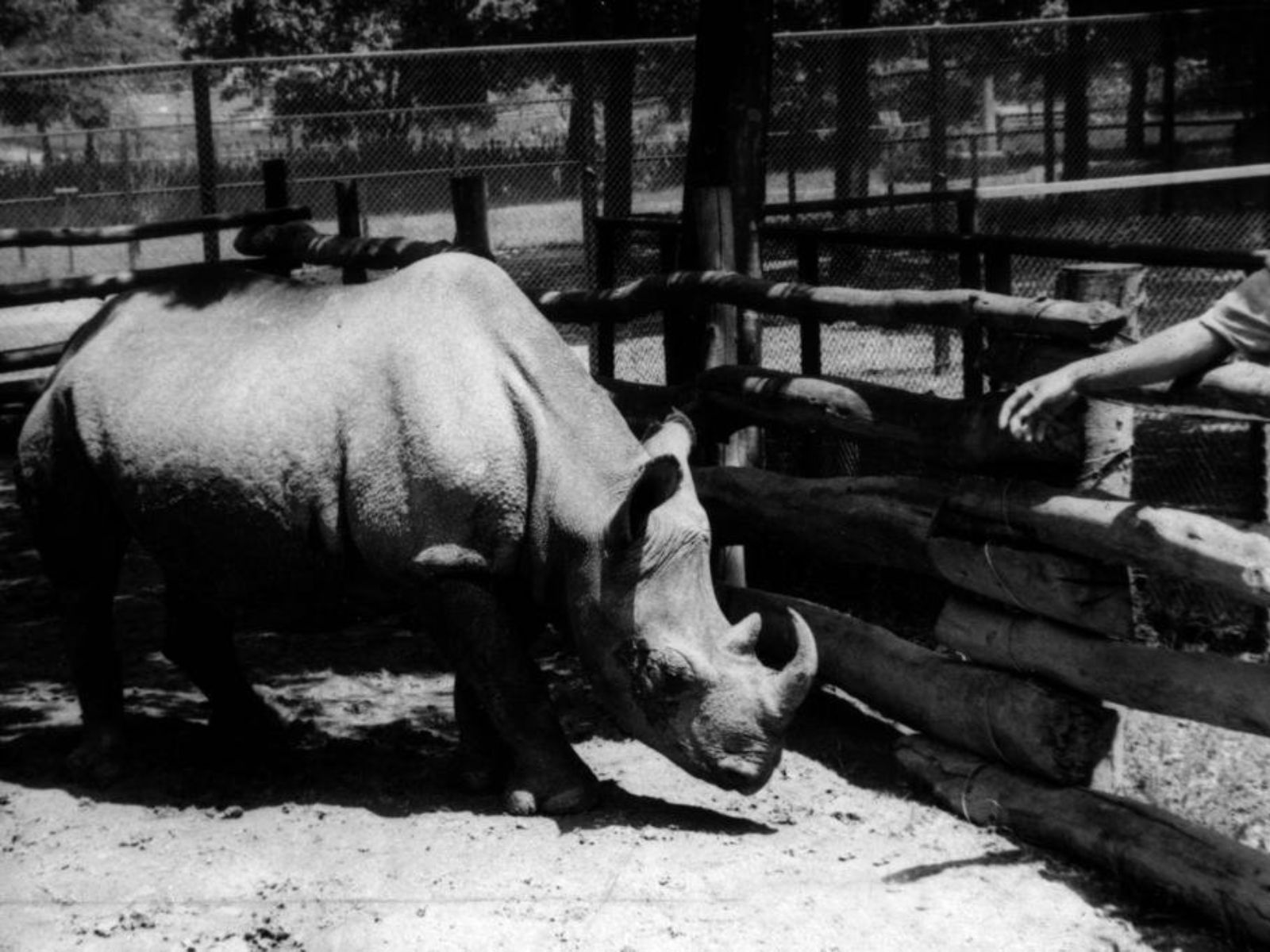 Em outubro de 1959, o rinoceronte Cacareco foi eleito vereador da cidade de São Paulo, Brasil, em uma eleição marcada pela insatisfação pública.