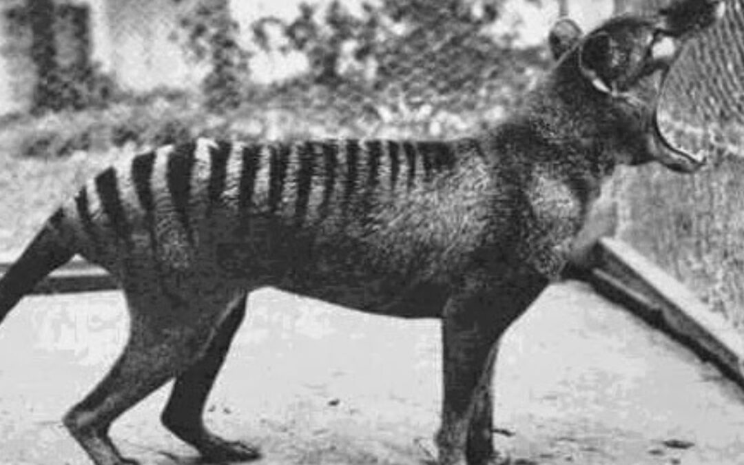Tigre-da-Tasmânia: Extinção do Tilacino