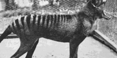 Em 1933, o último tilacino conhecido foi capturado e colocado no Beaumaris Zoo, em Hobart, Tasmânia. Ele morreu em 1936, marcando a extinção da espécie.