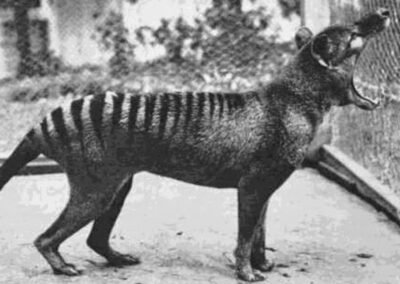 Em 1933, o último tilacino conhecido foi capturado e colocado no Beaumaris Zoo, em Hobart, Tasmânia. Ele morreu em 1936, marcando a extinção da espécie.