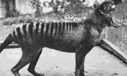 Tigre-da-Tasmânia: Extinção do Tilacino