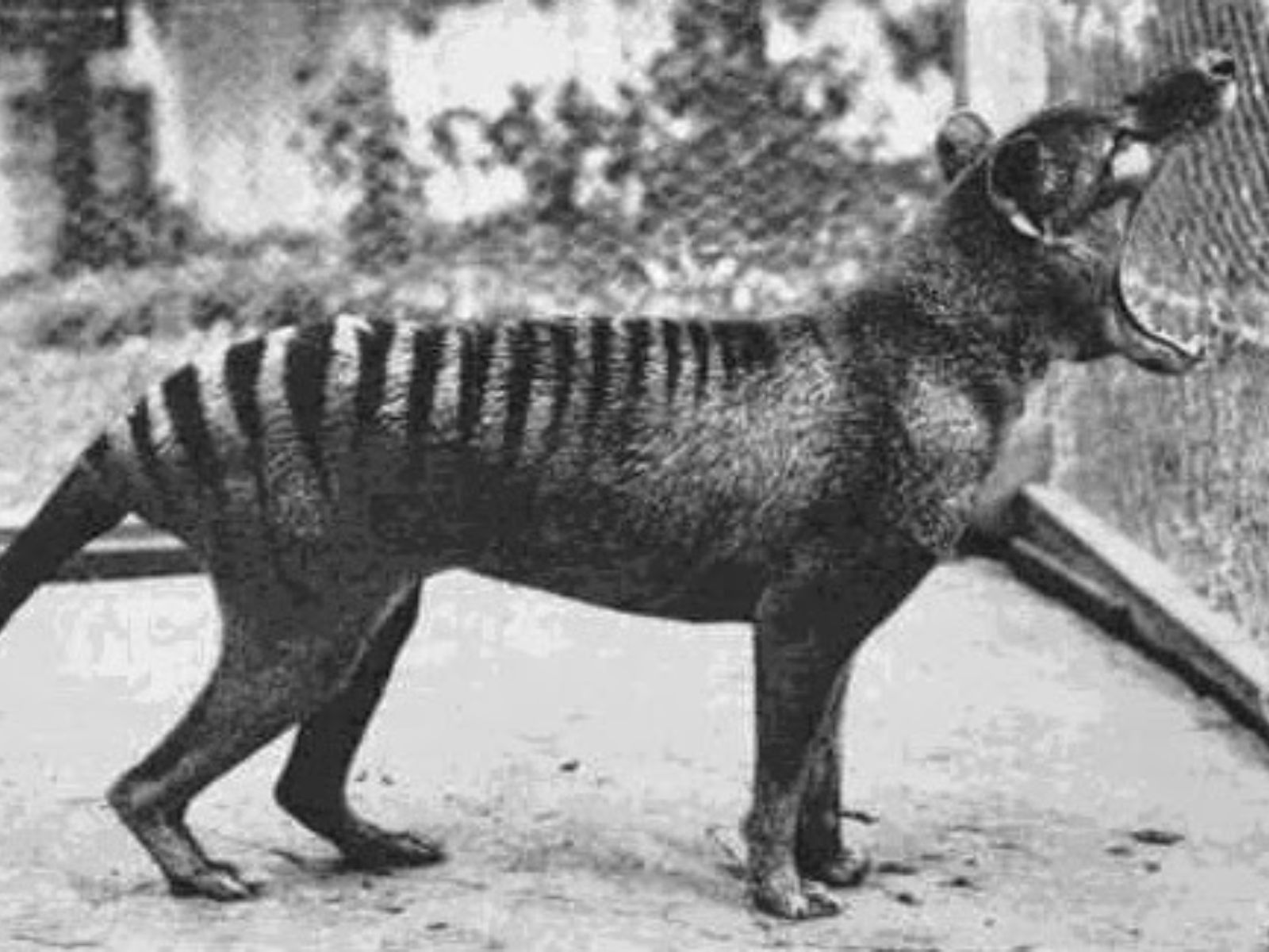 Em 1933, o último tilacino conhecido foi capturado e colocado no Beaumaris Zoo, em Hobart, Tasmânia. Ele morreu em 1936, marcando a extinção da espécie.
