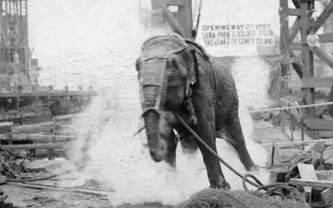 Topsy – A Trágica História da Elefanta Eletrocutada em 1903