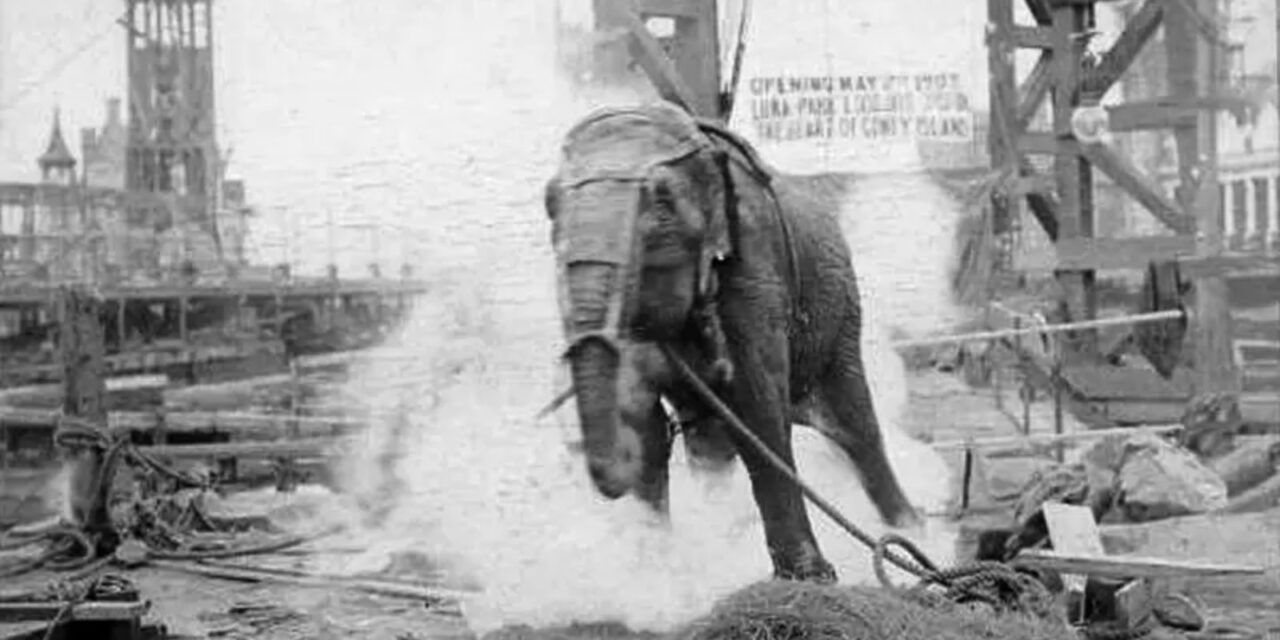 Topsy – A Trágica História da Elefanta Eletrocutada em 1903