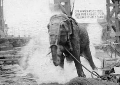 A eletrocussão de Topsy, a elefanta, em 1903, é um capítulo triste na história da exploração animal e uma das mais perturbadoras consequências da "Guerra das Correntes". A crueldade de sua execução pública destacou a brutalidade enfrentada por animais em cativeiro, levantando questões sobre o tratamento ético dos animais que ainda ressoam hoje.
