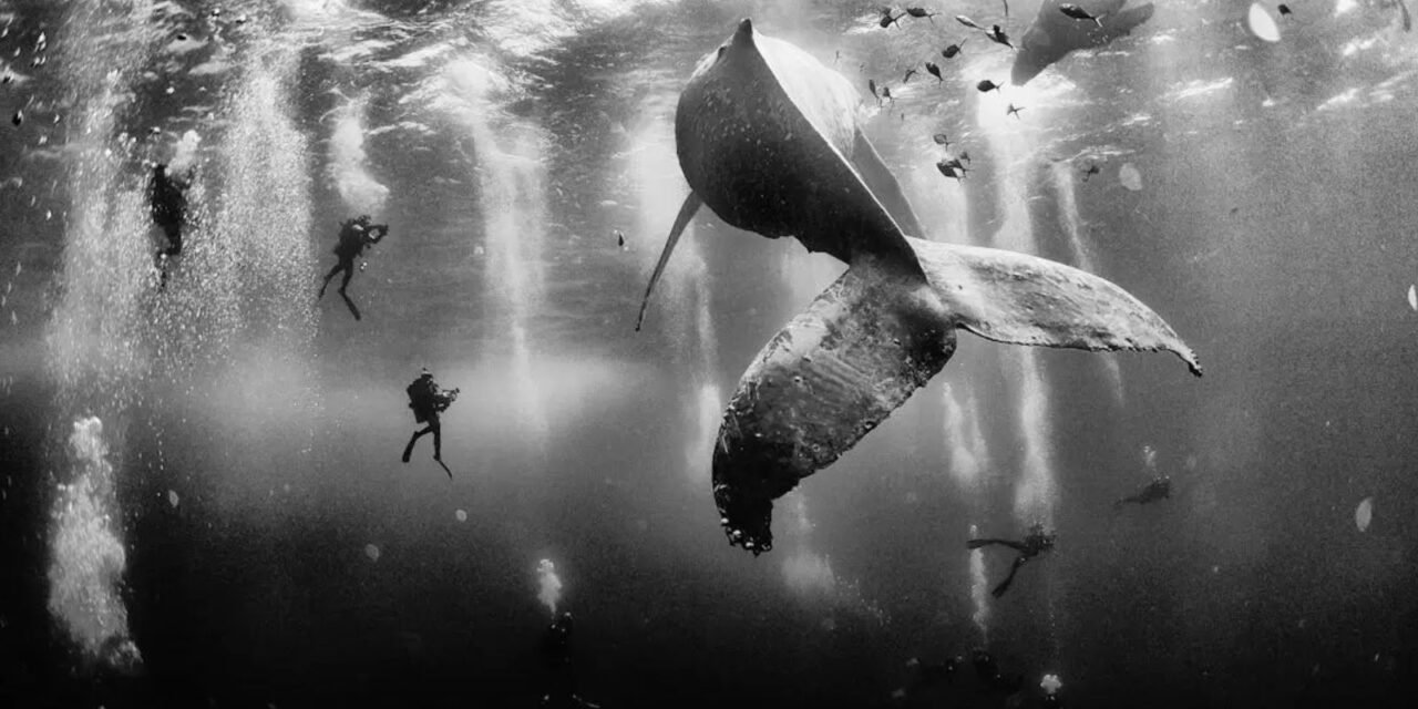 Whale Whisperers: Fotografia Hipnotizante de Baleias Jubarte