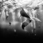 Whale Whisperers: Fotografia Hipnotizante de Baleias Jubarte