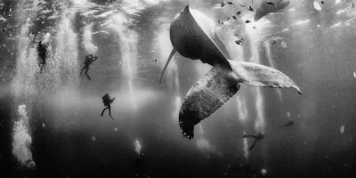 "Whale Whisperers" (Sussuro da Baleia, em tradução livre para o português), é uma fotografia impressionante capturada pelo fotógrafo mexicano Anuar Patjane Floriuk. A imagem, que rapidamente ganhou reconhecimento mundial, retrata mergulhadores nadando próximos a uma baleia jubarte e seu filhote nas águas cristalinas da ilha de Roca Partida, no México.