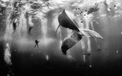 Whale Whisperers: Fotografia Hipnotizante de Baleias Jubarte