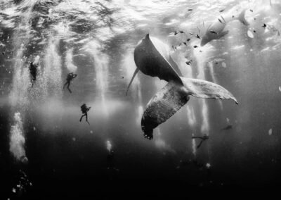 "Whale Whisperers" (Sussuro da Baleia, em tradução livre para o português), é uma fotografia impressionante capturada pelo fotógrafo mexicano Anuar Patjane Floriuk. A imagem, que rapidamente ganhou reconhecimento mundial, retrata mergulhadores nadando próximos a uma baleia jubarte e seu filhote nas águas cristalinas da ilha de Roca Partida, no México.