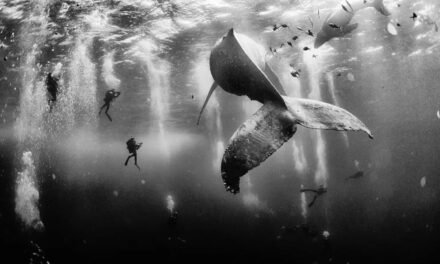 Whale Whisperers: Fotografia Hipnotizante de Baleias Jubarte