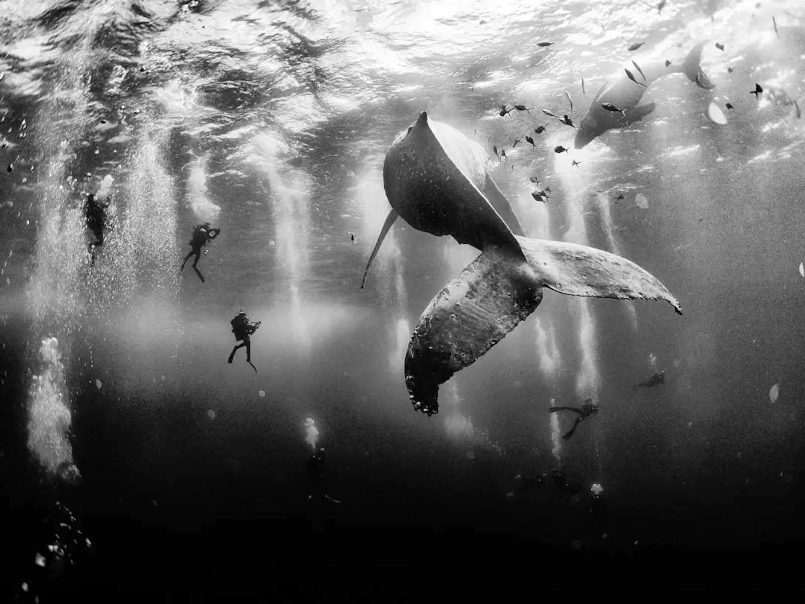 "Whale Whisperers" (Sussuro da Baleia, em tradução livre para o português), é uma fotografia impressionante capturada pelo fotógrafo mexicano Anuar Patjane Floriuk. A imagem, que rapidamente ganhou reconhecimento mundial, retrata mergulhadores nadando próximos a uma baleia jubarte e seu filhote nas águas cristalinas da ilha de Roca Partida, no México.